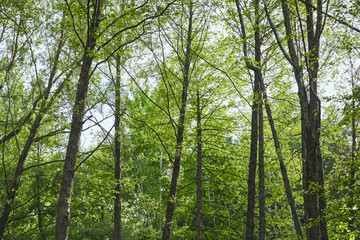 Low angle view of green trees in forest on blue sky background