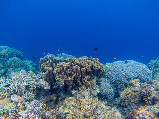 Plakat Underwater landscape with tropical fish and coral reef. Natural coral in blue seawater. Marine animal in wild nature