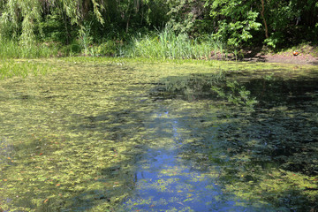 Abandoned wild pond with mud in the middle of the city park