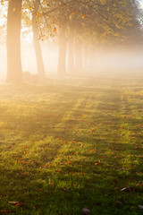Fototapeta premium Trees and grass in the morning