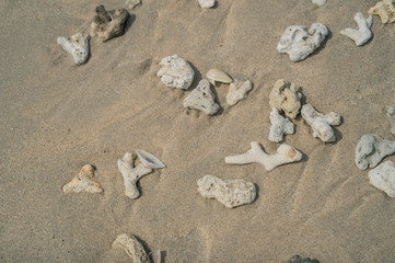 Shallow coral on the beach, morning light, Phuket, Thailand.
