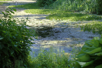 Abandoned wild pond with mud in the middle of the city park