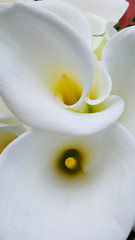 Full-bloom white calla lily - white Zantedeschia aethiopica flower