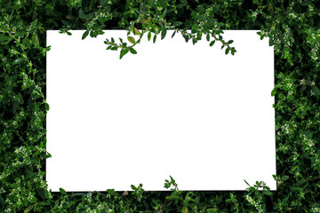 Frame of grass on a white sheet of paper.