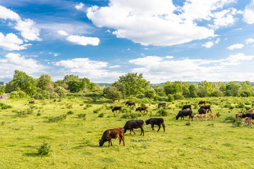 A herd of cattle Heck, grazing in a clearing on a spring sunny day in western Germany.