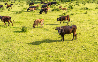 A herd of cattle Heck, grazing in a clearing on a spring sunny day in western Germany.