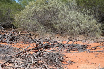 Holidays in  Denham in Western Australia
