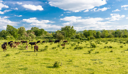 A herd of cattle Heck, grazing in a clearing on a spring sunny day in western Germany.