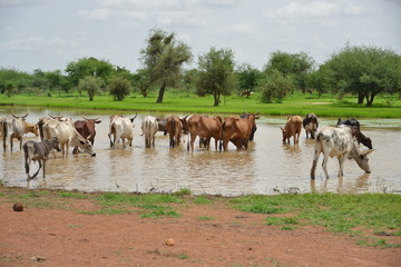 Obraz premium les boeufs de l elevage domestique du Burkina 