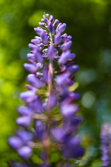 blue wild lavender flowers in the garden