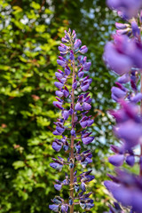 blue wild lavender flowers in the garden