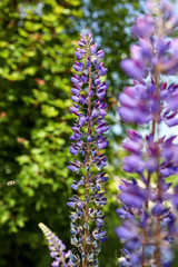 blue wild lavender flowers in the garden