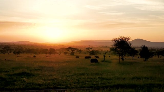 African Savannah Landscape At Sunset With Acacia Trees And Grazing Buffalo