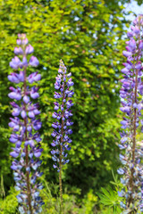 blue wild lavender flowers in the garden