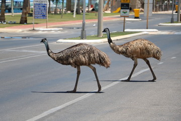 Emus stray animals in Denham, Western Australia
