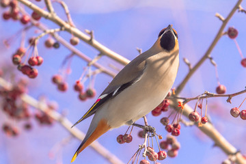 Bombycilla garrulus bird eats berries on a tree