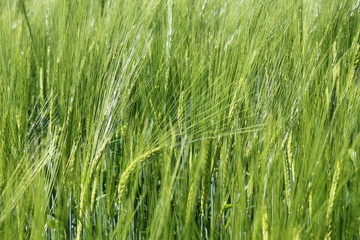 Obraz premium Roggenfeld