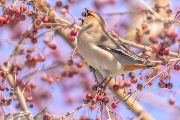 Bombycilla garrulus bird eats berries on a tree