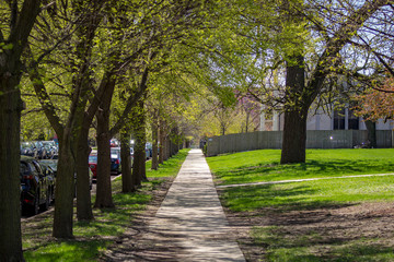Tree lined sidewalk in a Chicago neighborhood on a sunny Spring day.