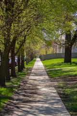 Fototapeta na wymiar Tree lined sidewalk in a Chicago neighborhood on a sunny Spring day.