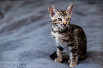 cute Kitten breed Savannah F4