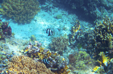 Fototapeta na wymiar Striped dascillus in coral reef underwater photo. Tropical fish in natural environment. Coral fish undersea.