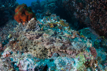 Fototapeta na wymiar A well-camouflaged Crocodilefish, Cymbacephalus beauforti, waits to ambush prey on a coral reef in Indonesia. This predator is common on reefs throughout the Coral Triangle.