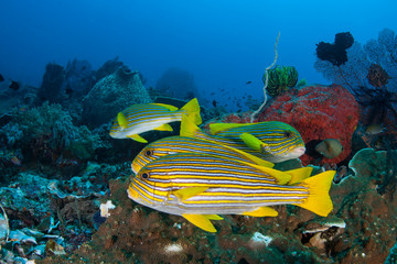 A school of colorful Ribbon sweetlips, Plectorhinchus polytaenia, swims over a coral reef in Indonesia. These medium-sized fish are common throughout the Coral Triangle on current-swept reefs. © ead72