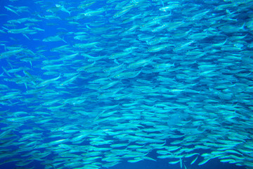 Sardine school closeup in blue water. Seafish underwater photo. Pelagic fish colony carousel in seawater.