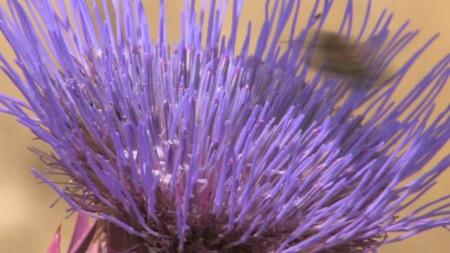 Honey bee on Artichoke thistle, Galilee Israel