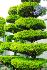 Fototapeta na wymiar Bonsai trees planted in beautiful decorative pots in the street