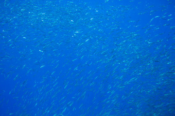 Many sardine fishes in blue water. Seafish underwater photo. Pelagic fish colony carousel in seawater