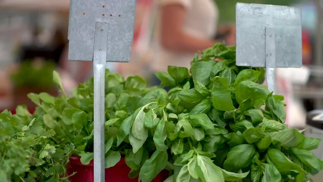 Trucking shot to the right of cilantro and basil at an outdoor farmers market.
