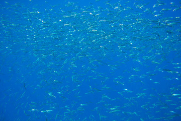 Sea sardine in blue water of tropical sea. Seafish underwater photo. Pelagic fish colony in seawater. Mackerel shoal