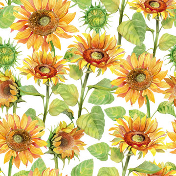 Sunflower seamless pattern watercolor. Summer flower bright colorful pattern on white.