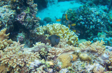 Naklejka na ściany i meble Black dascillus in coral reef underwater photo. Tropical fish in natural environment. Coral fish undersea