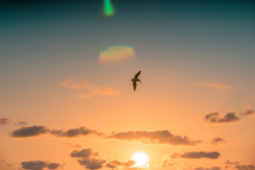 Fototapeta na wymiar silhouette of seagull flying at sunset on the beach