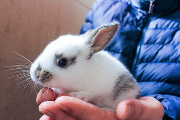 Naklejka premium little white rabbit in caring hands. the concept of protection of the weak and respect for animals.