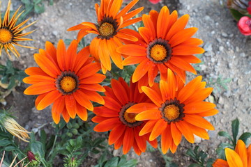 Gazania flowers from above. Bright orange color.
