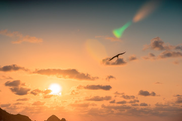 silhouette of seagull flying at sunset on the beach