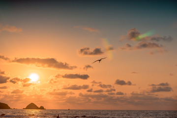 Fototapeta na wymiar silhouette of seagull flying at sunset on the beach