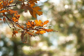 Branch of Oak Fall Leaves