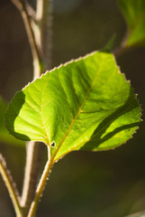 Green Glowing Sunflower Leaf
