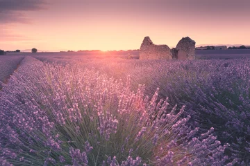 Foto auf Acrylglas Lavendelfeld © devpix