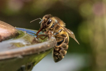bee