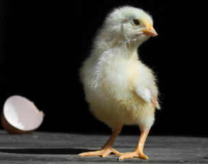 Yellow Newborn Chicken With Feather And Egg Shells