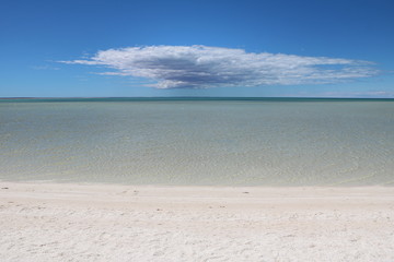 Cockle shells from Shell Beach in the Shark Bay region, Western Australia