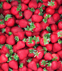 A crate of freshly picked strawberries in a field.