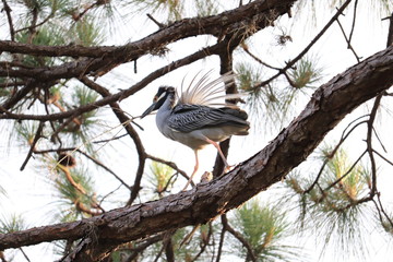 Yellow Crowned Night Heron in Sunset Light Building Nest