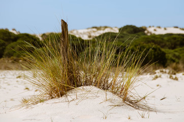 Dunes in the Doñana National Park, Andalusia, Spain.